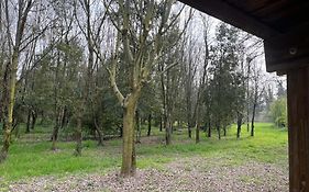 Green Woods
